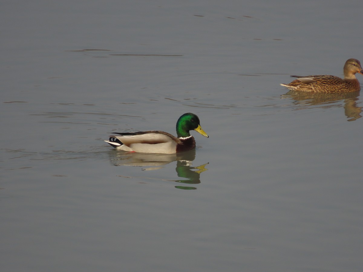 Mallard - ML646504888