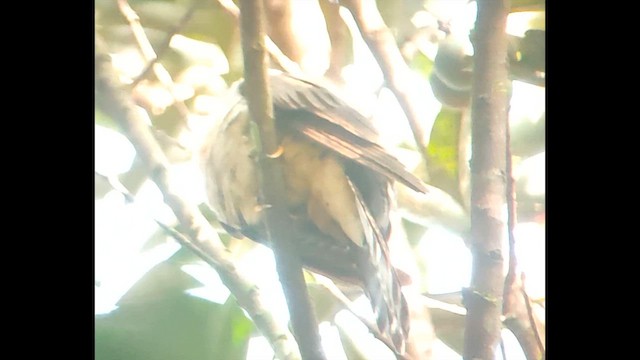 Olive Long-tailed Cuckoo - ML646504889