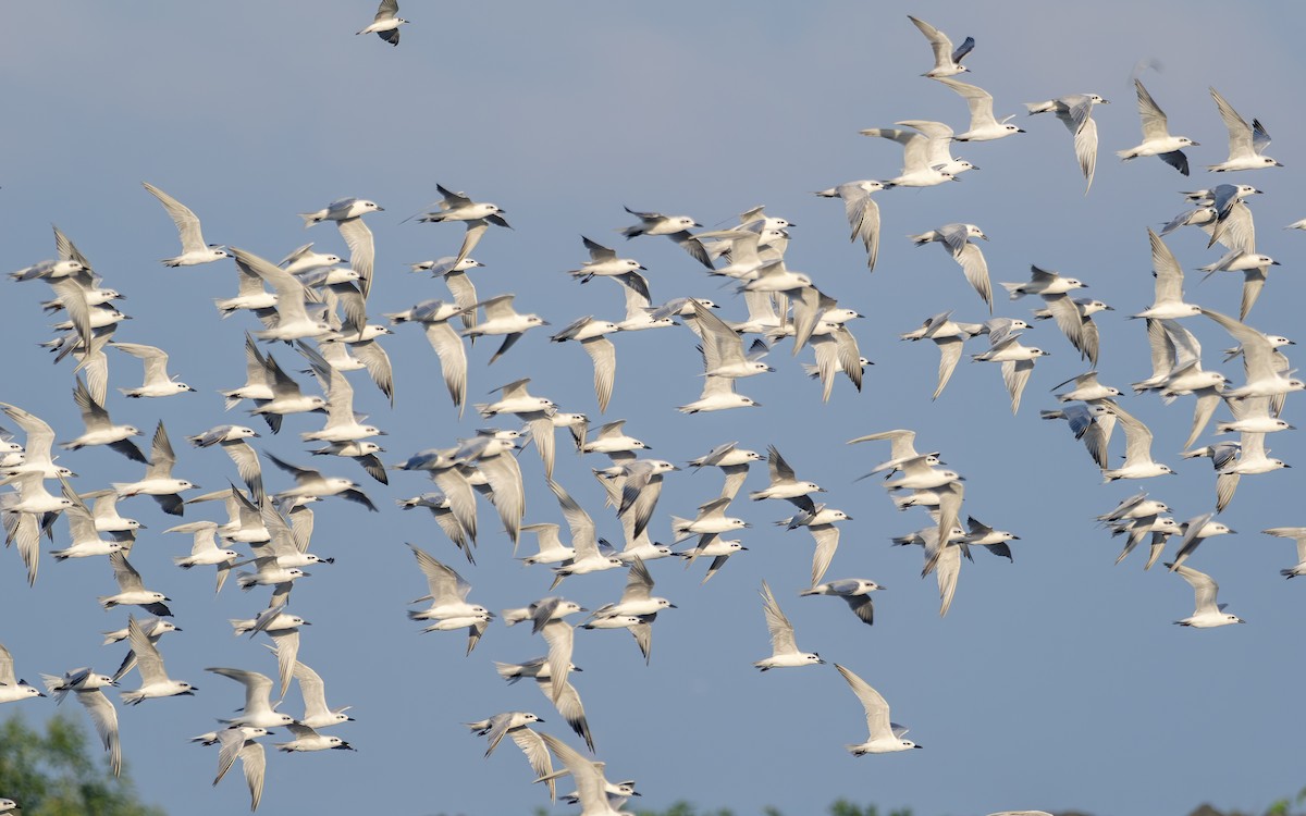 Gull-billed Tern - ML646504890