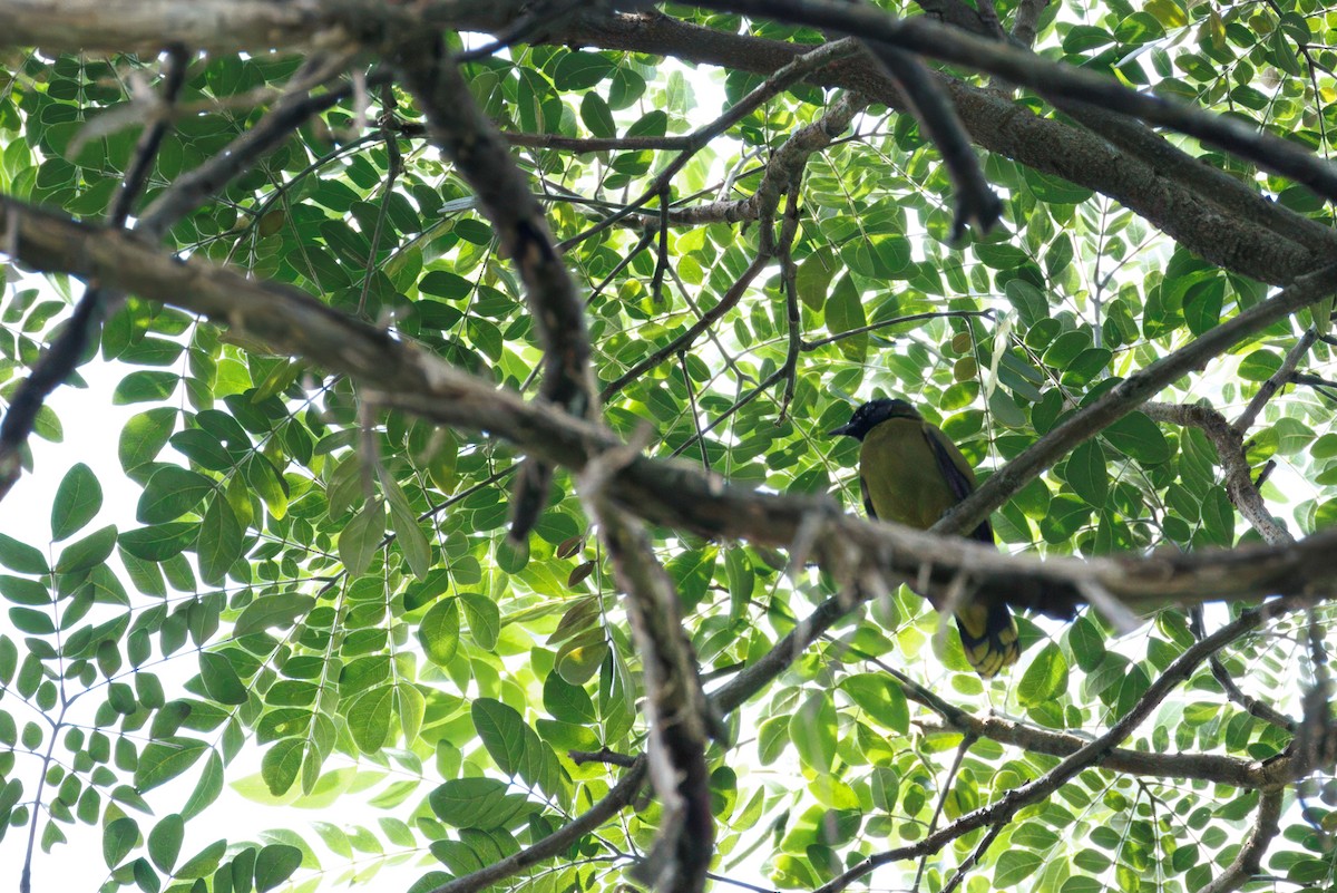 Black-headed Bulbul - ML646504891