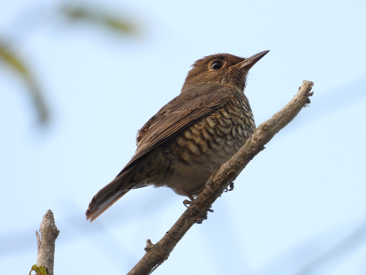 Blue-capped Rock-Thrush - ML646504892