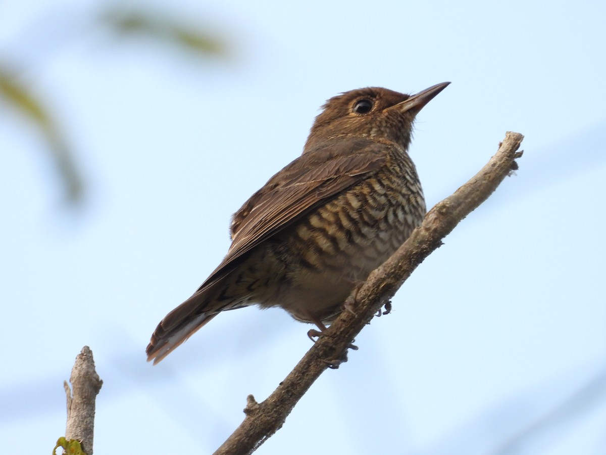 Blue-capped Rock-Thrush - ML646504893