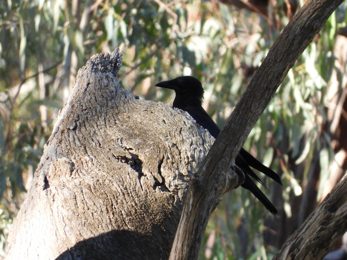 Australian Raven - ML646504894