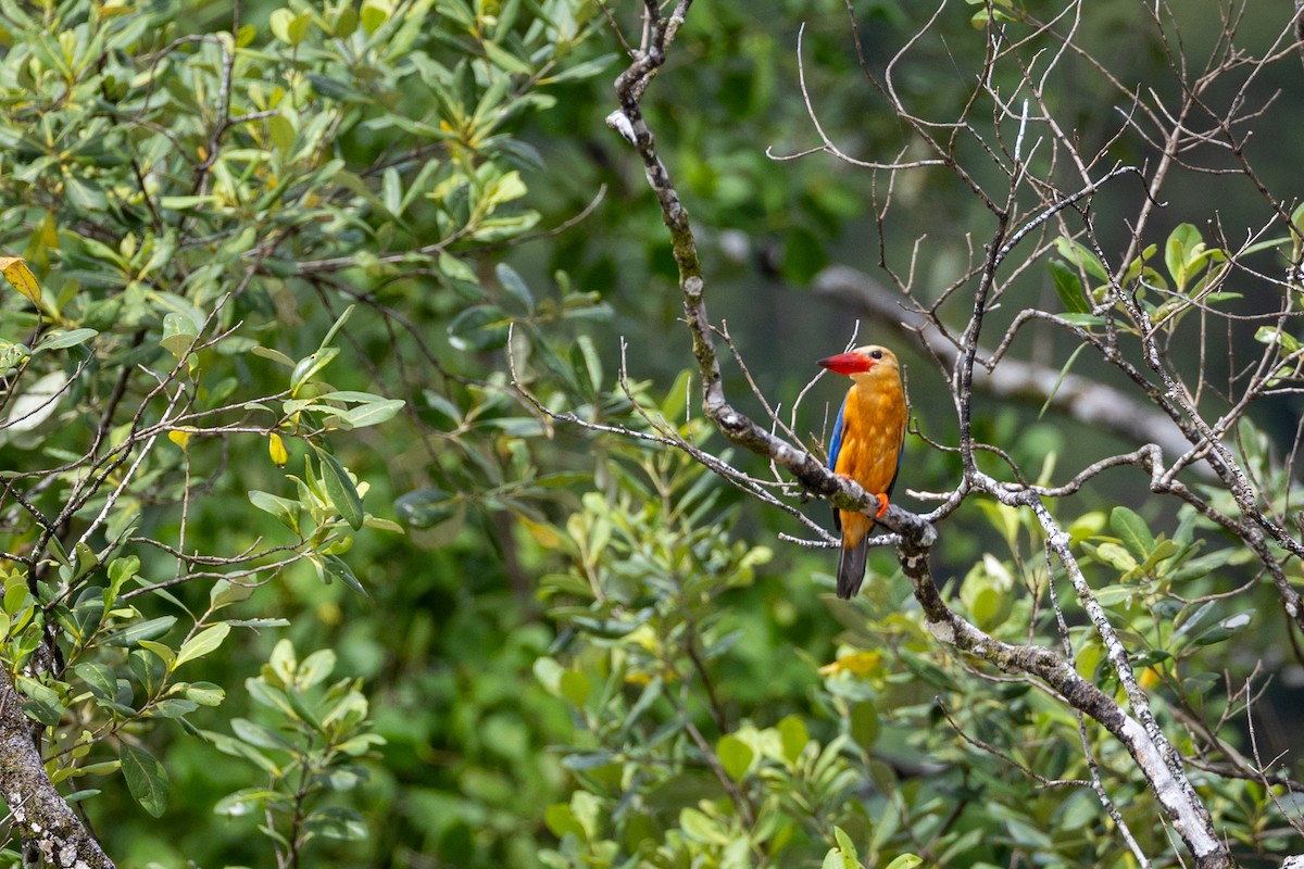 Stork-billed Kingfisher - ML646504895