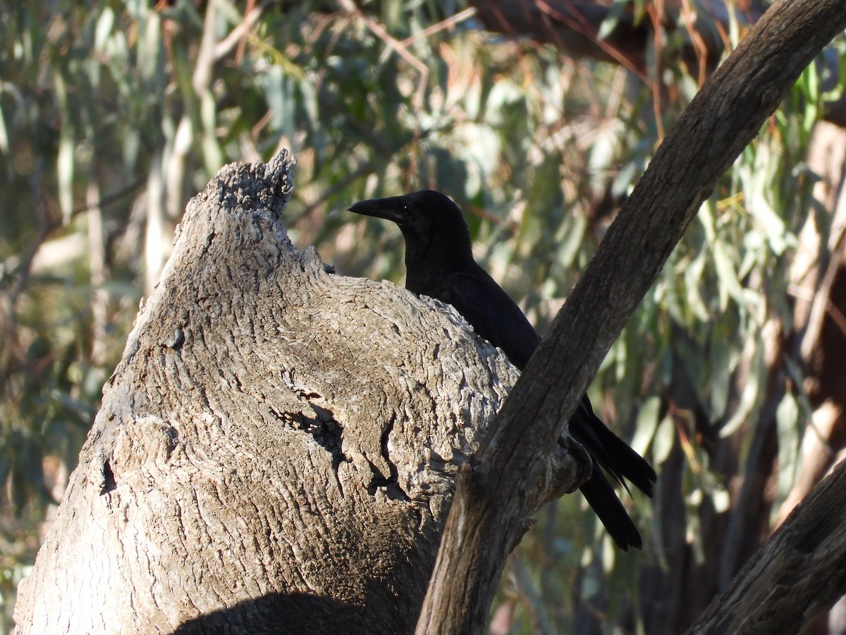 Australian Raven - ML646504896