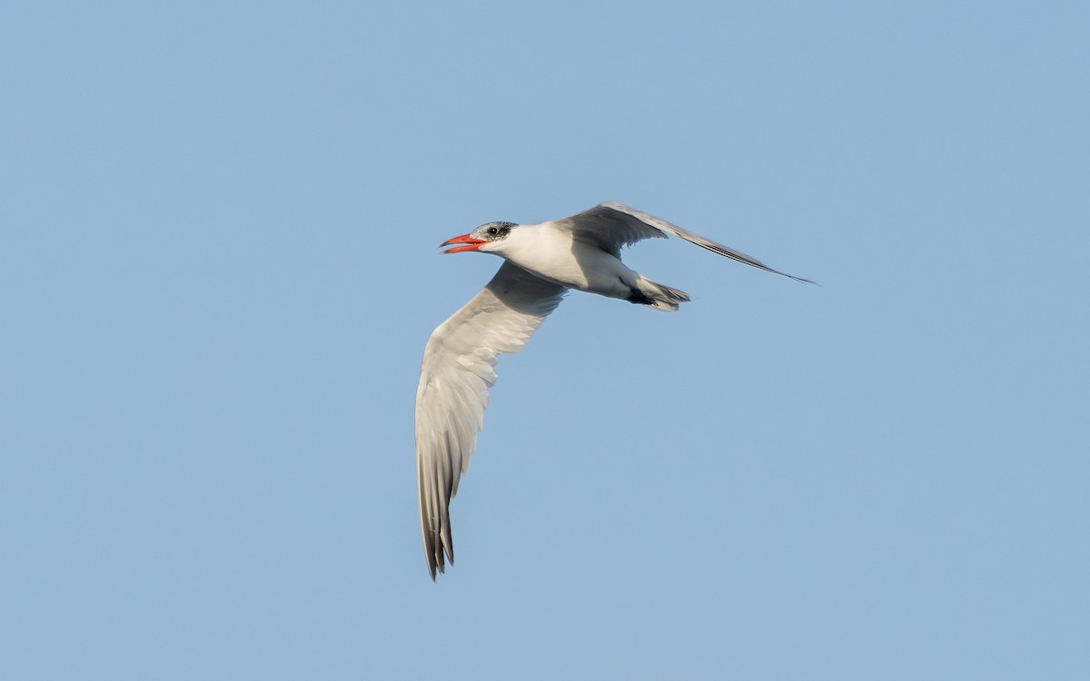 Caspian Tern - ML646504897