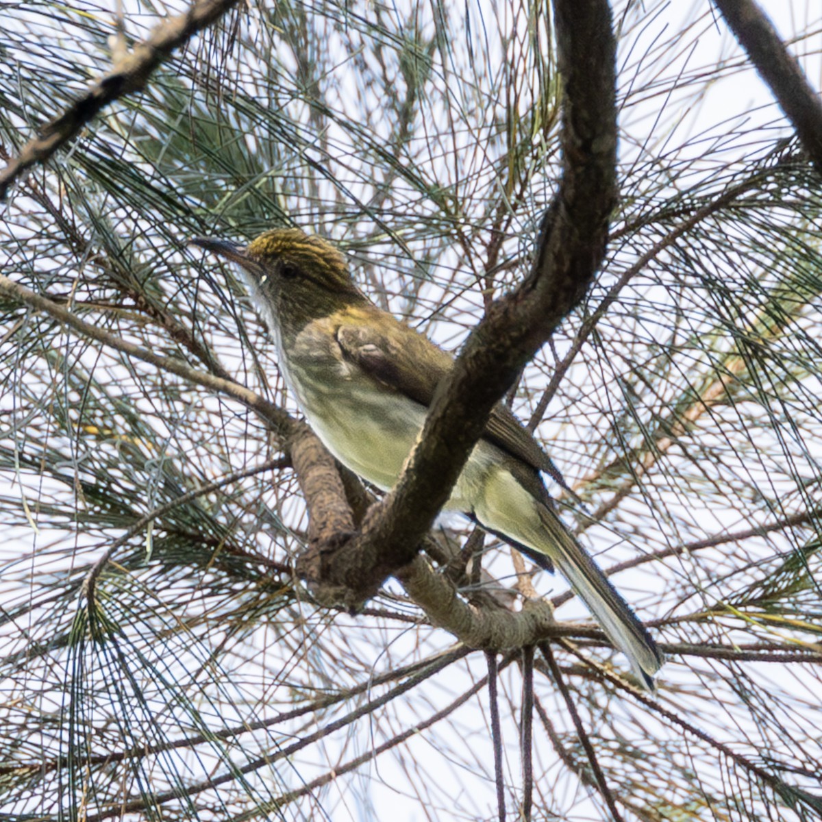 Streaked Bulbul - ML646504898