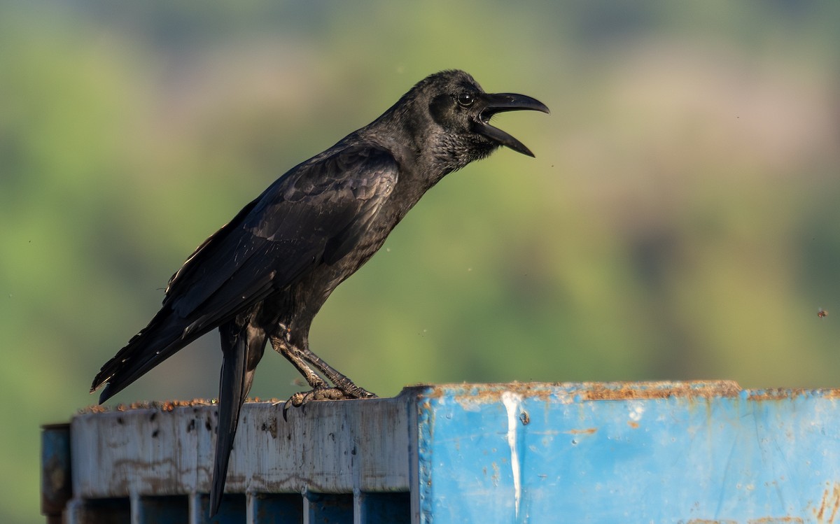 Large-billed Crow - ML646504899