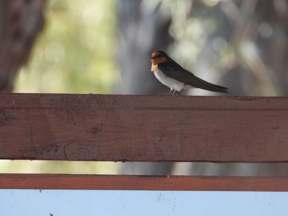 Welcome Swallow - ML646504900