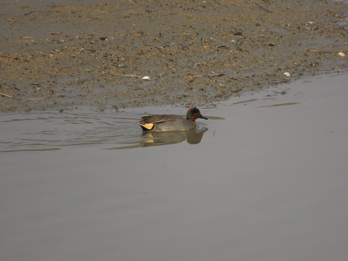 Green-winged Teal (Eurasian) - ML646504901