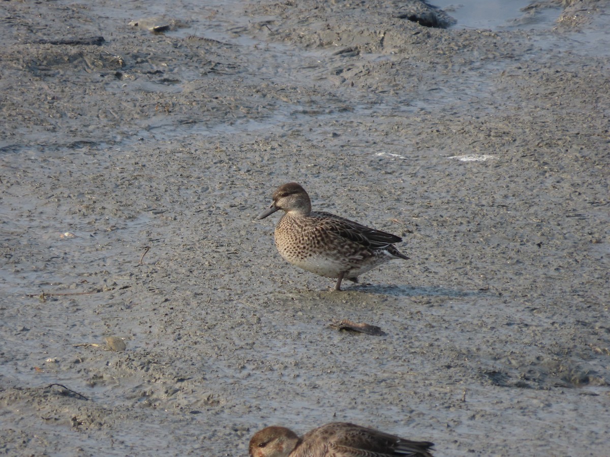Green-winged Teal (Eurasian) - ML646504902