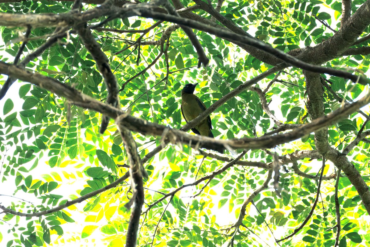 Black-headed Bulbul - ML646504903
