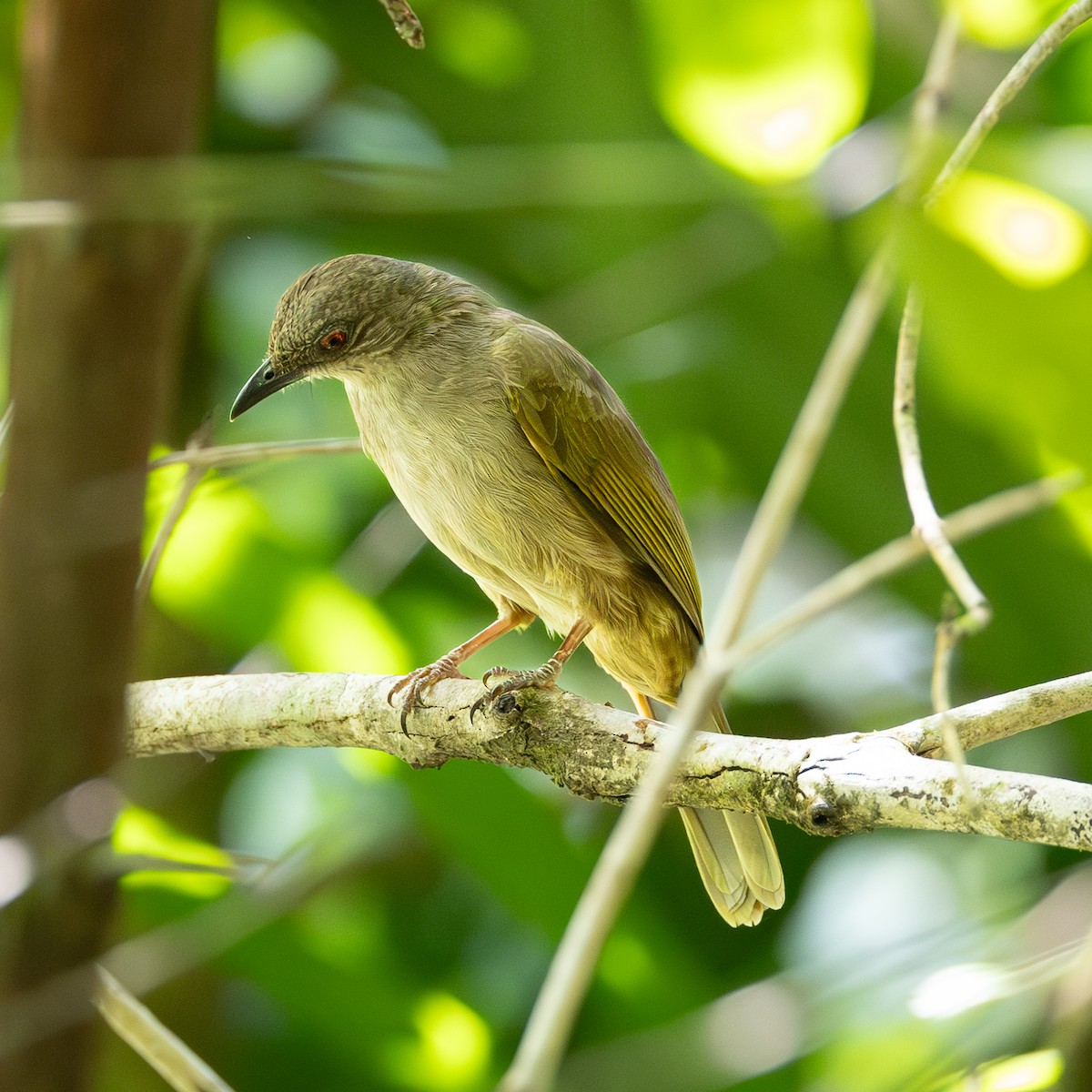 Olive-winged Bulbul - ML646504904