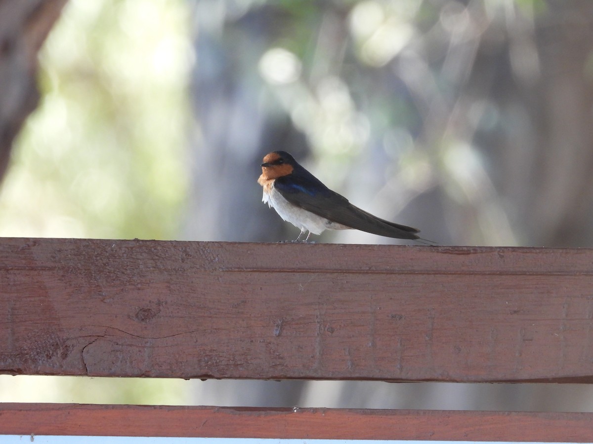 Welcome Swallow - ML646504905