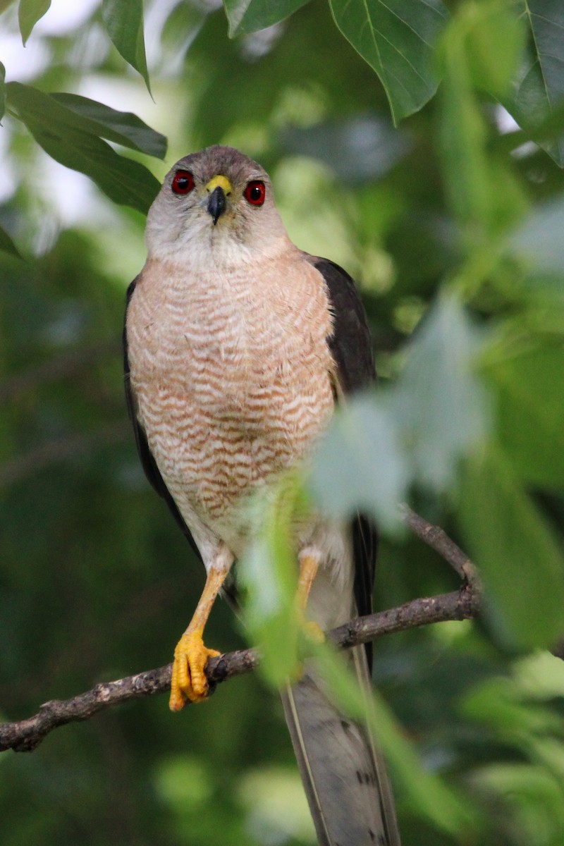 Shikra - ML646504906