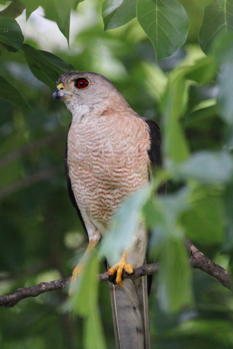 Shikra - ML646504907