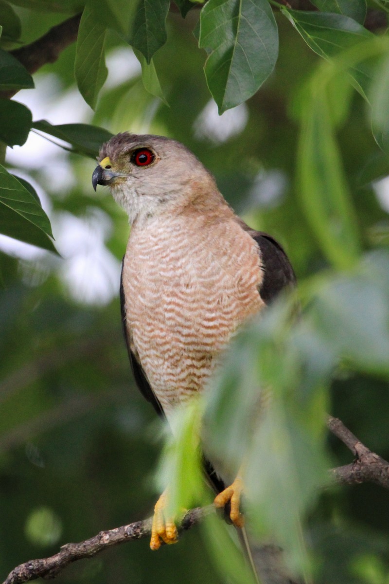 Shikra - ML646504908