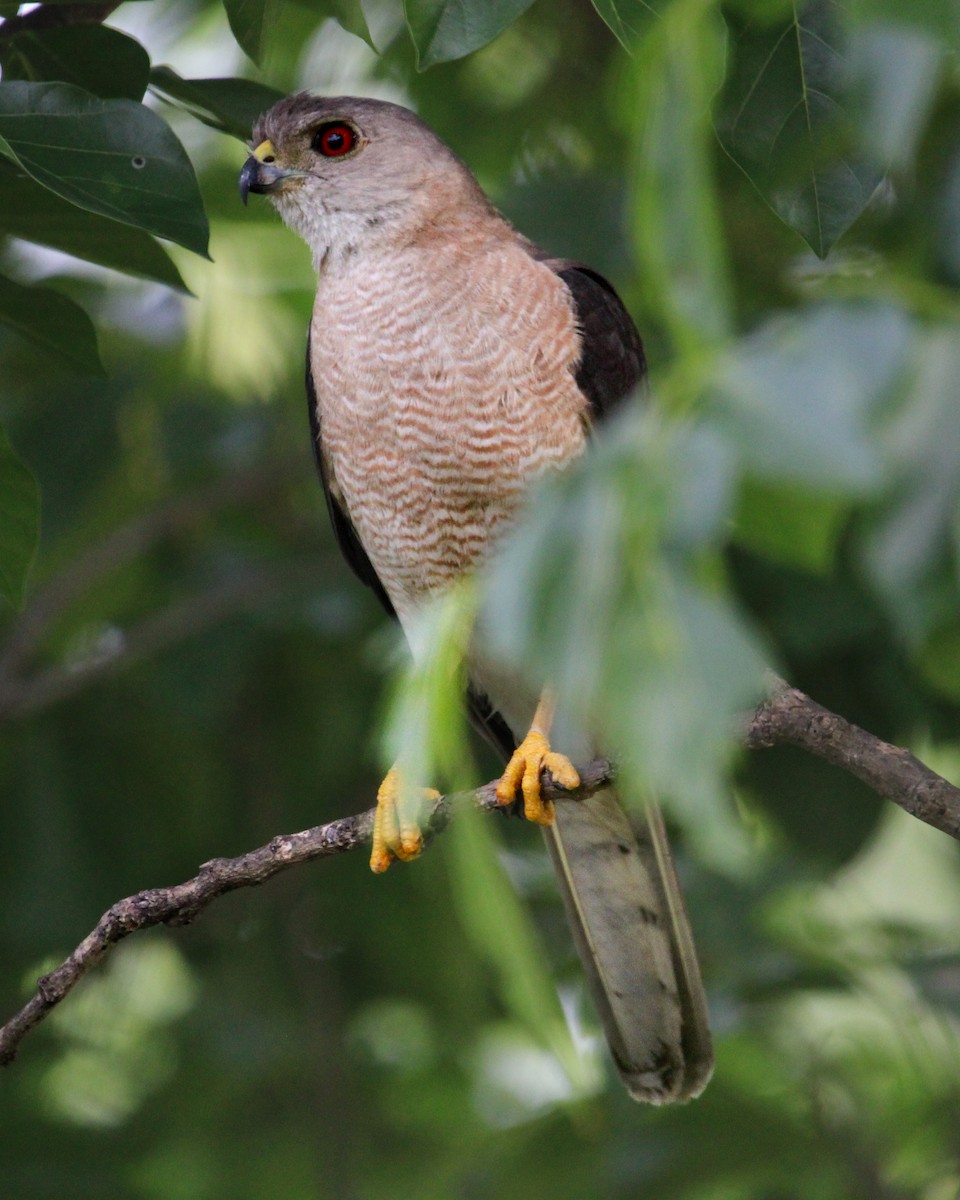 Shikra - ML646504909