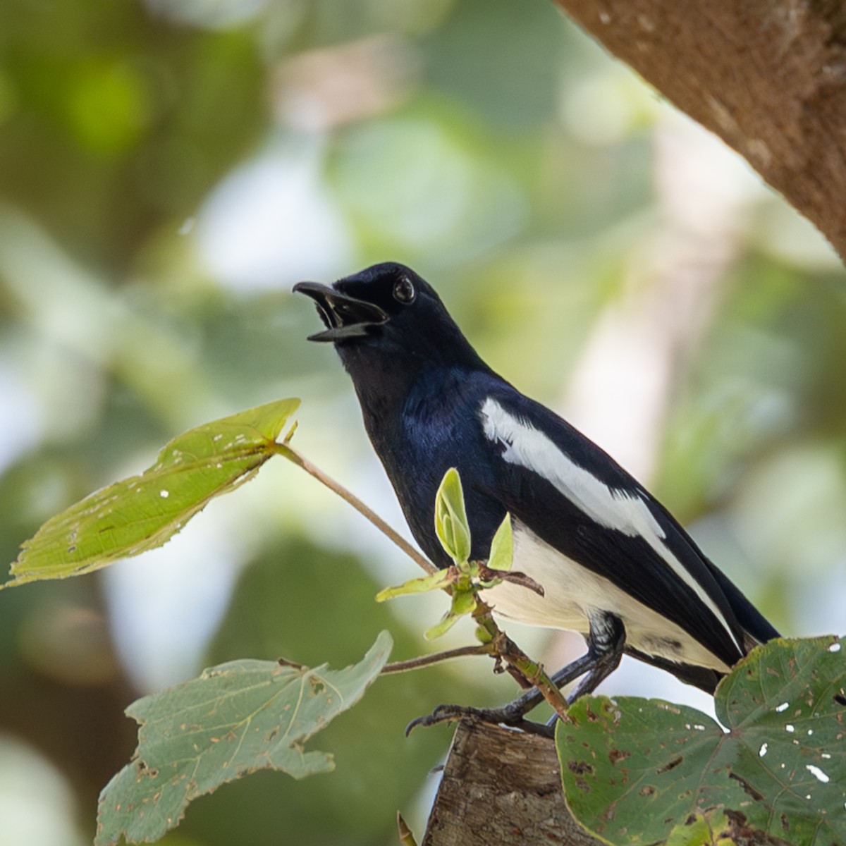 Oriental Magpie-Robin - ML646504910