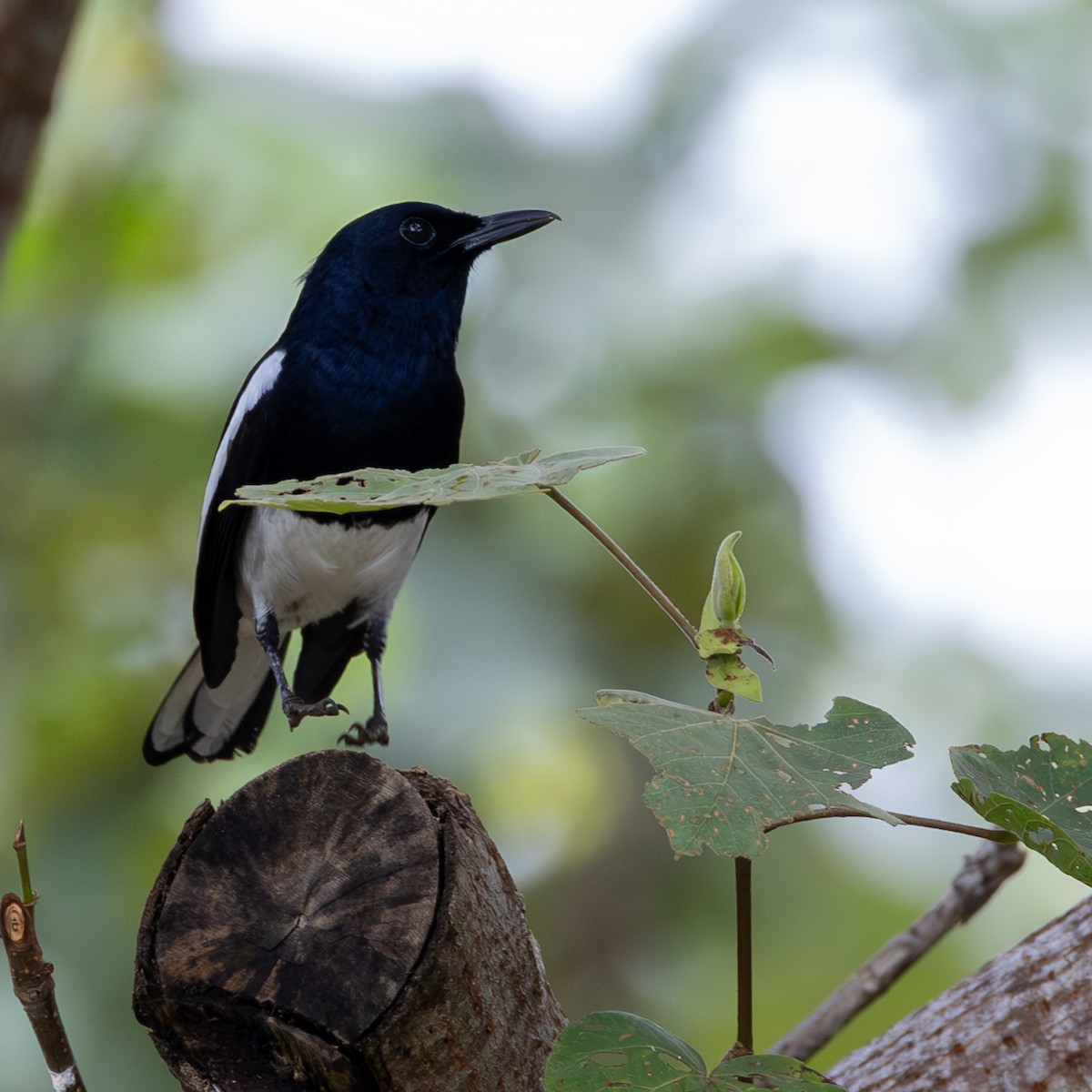 Oriental Magpie-Robin - ML646504911
