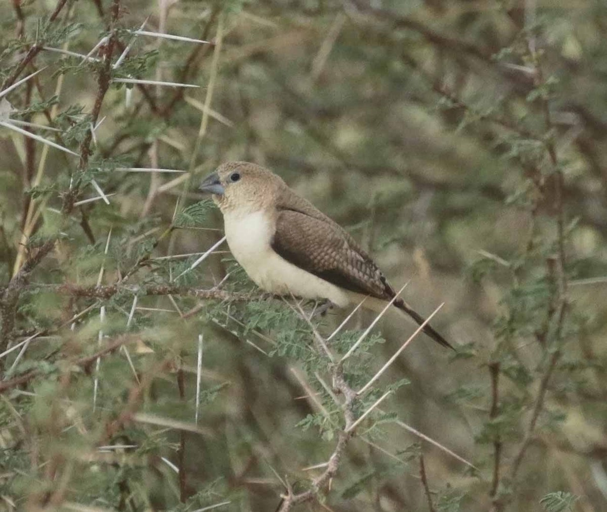 African Silverbill - ML646504913