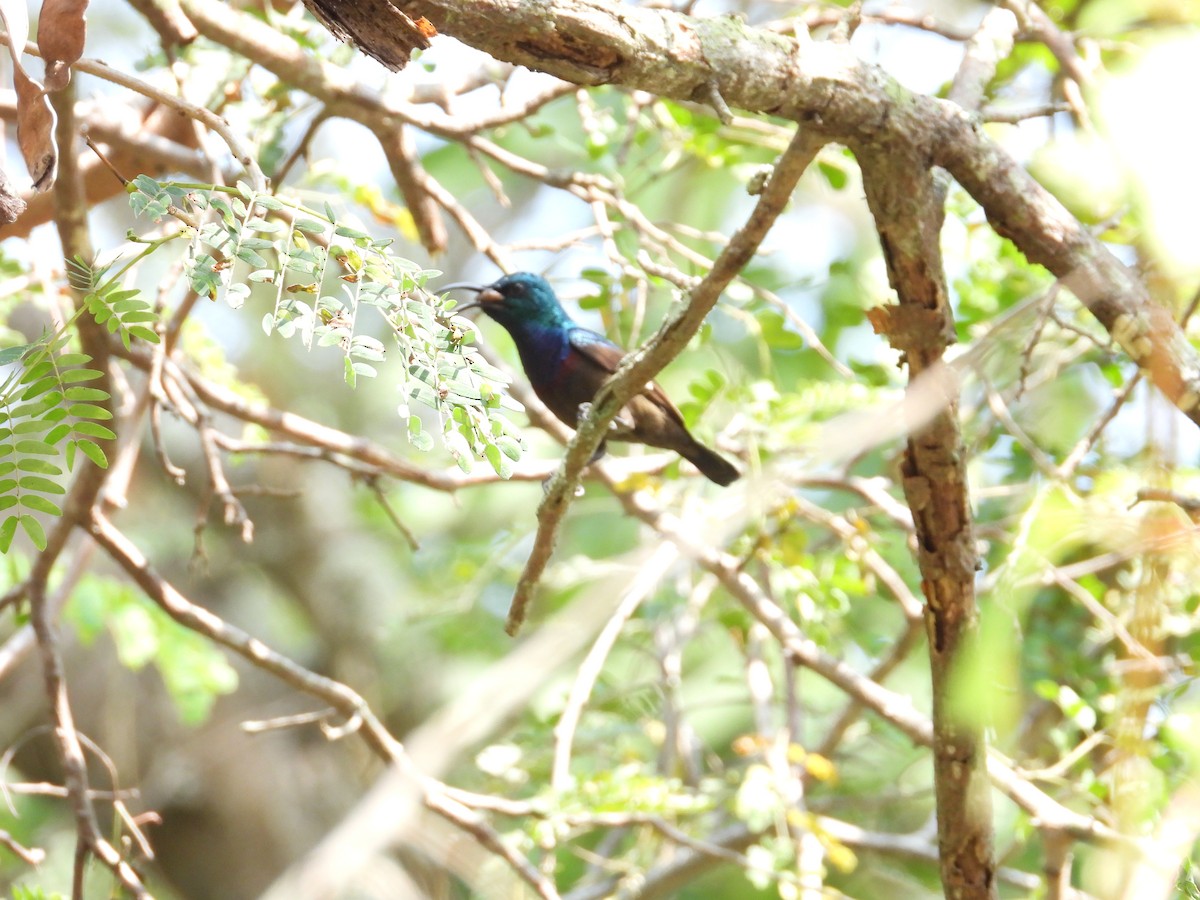 Purple Sunbird - ML646504914