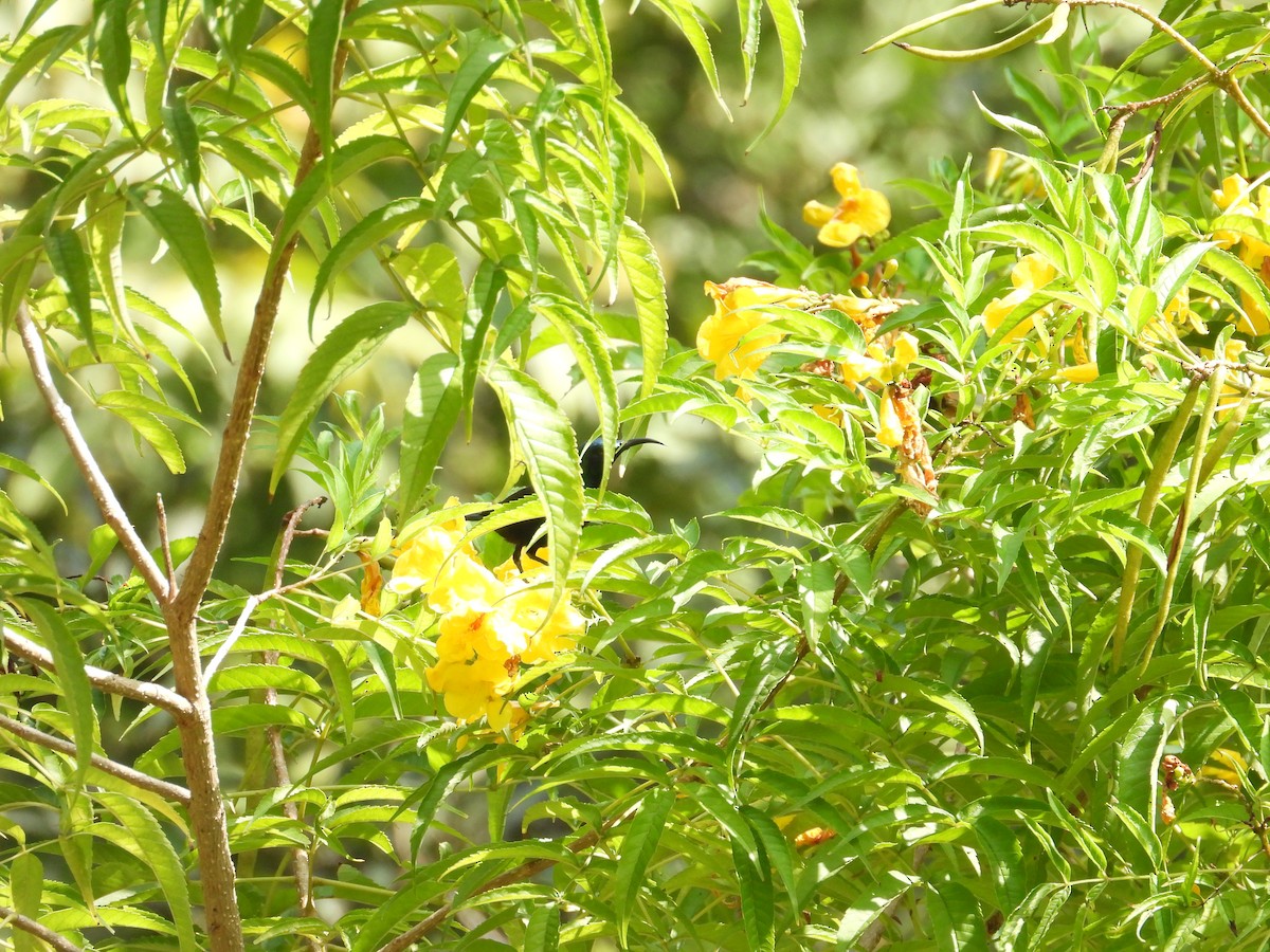 Loten's Sunbird - ML646504915