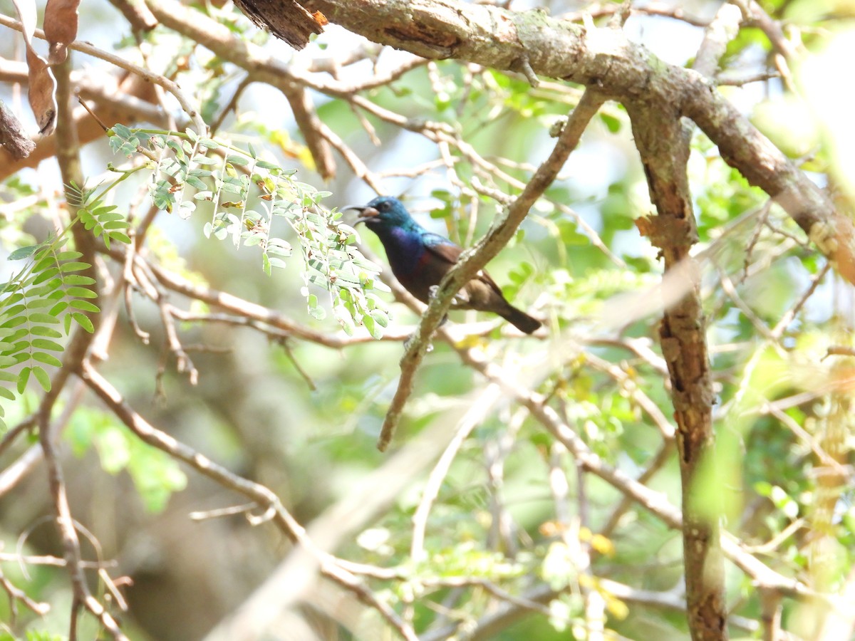 Loten's Sunbird - ML646504916