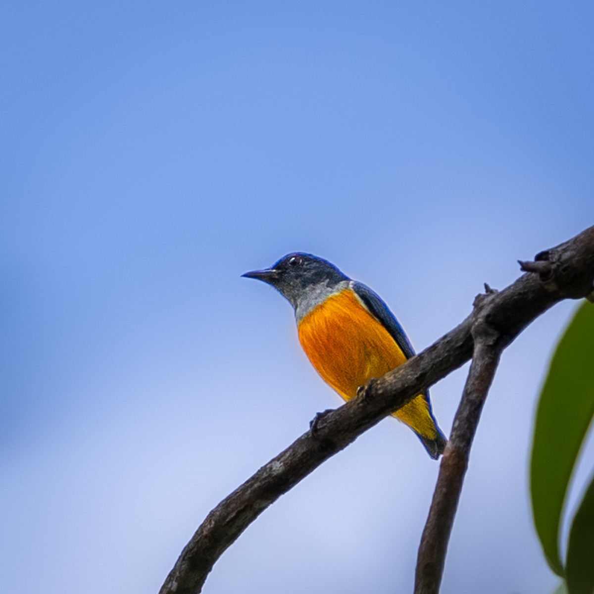 オレンジハナドリ - ML646504918