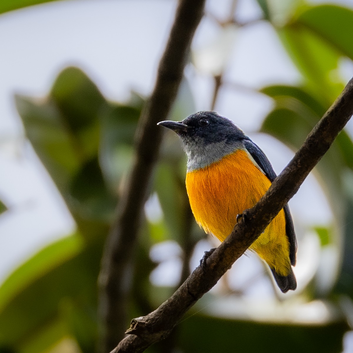 オレンジハナドリ - ML646504919