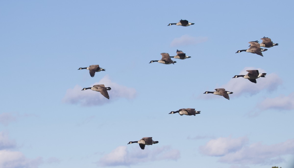 カナダガン - ML646504921