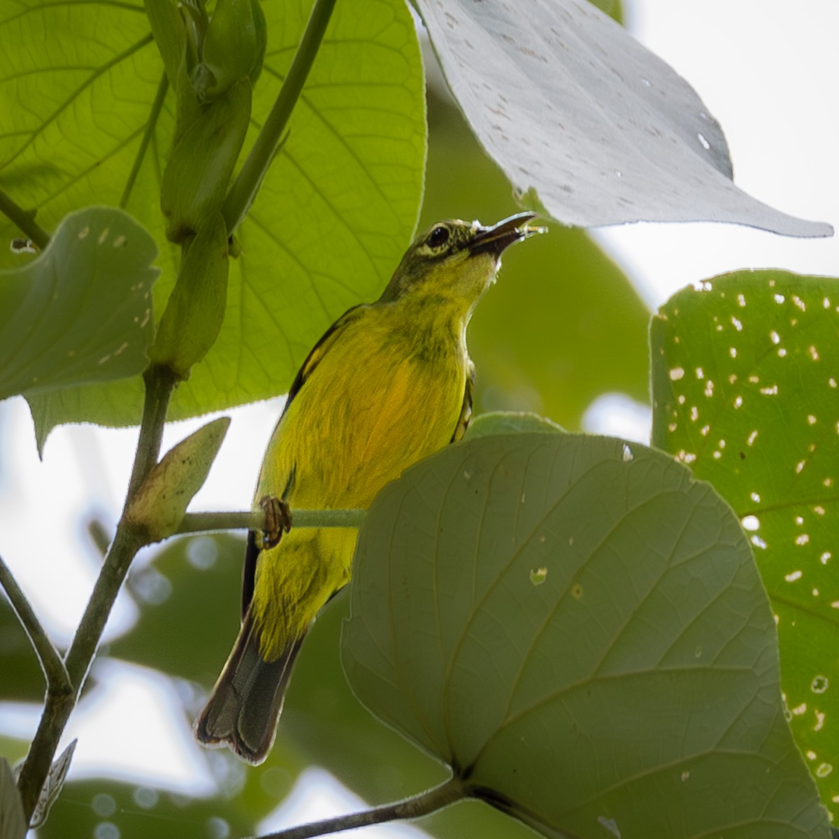 Brown-throated Sunbird - ML646504924