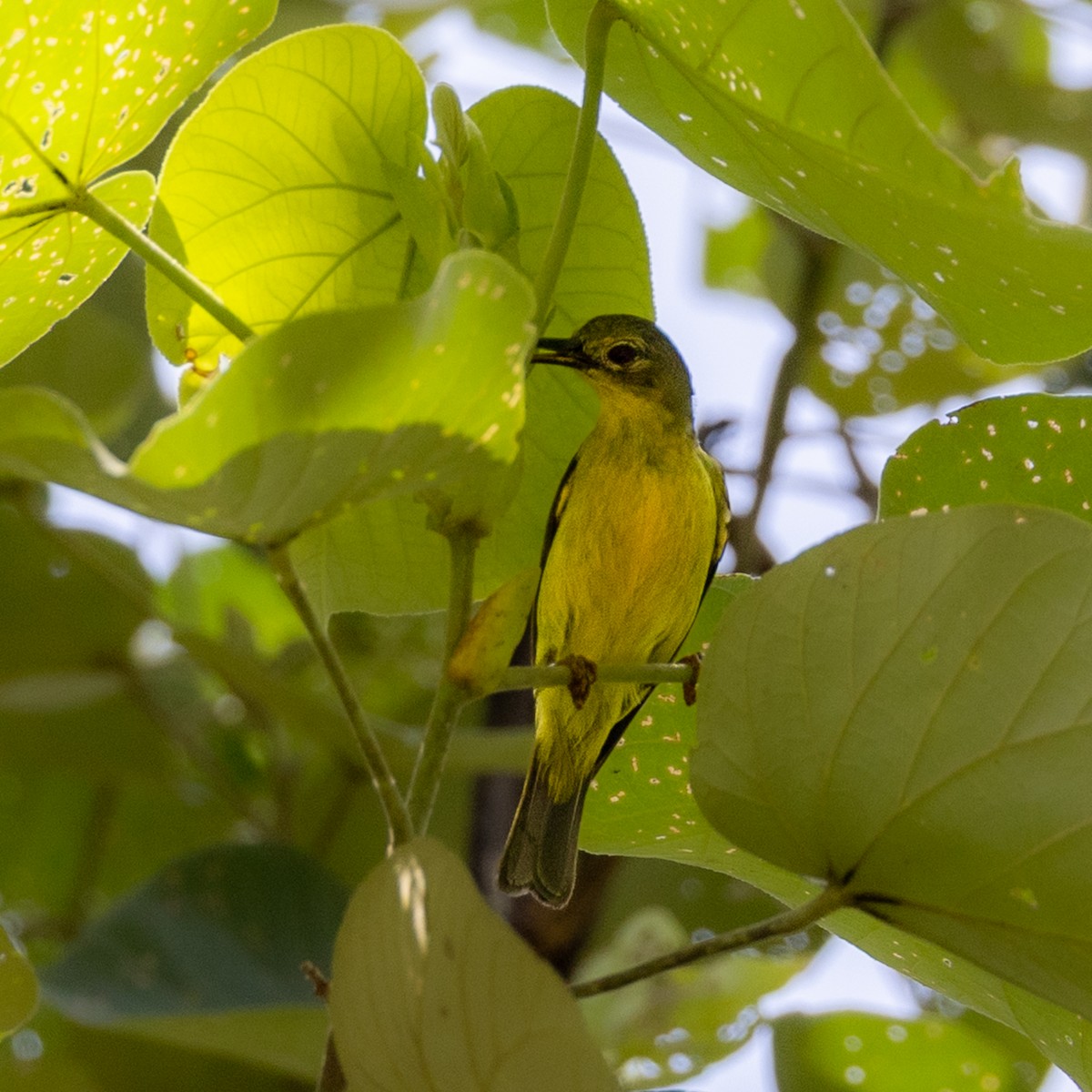 Brown-throated Sunbird - ML646504925