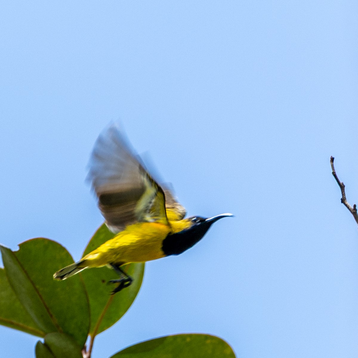 Ornate Sunbird - ML646504953