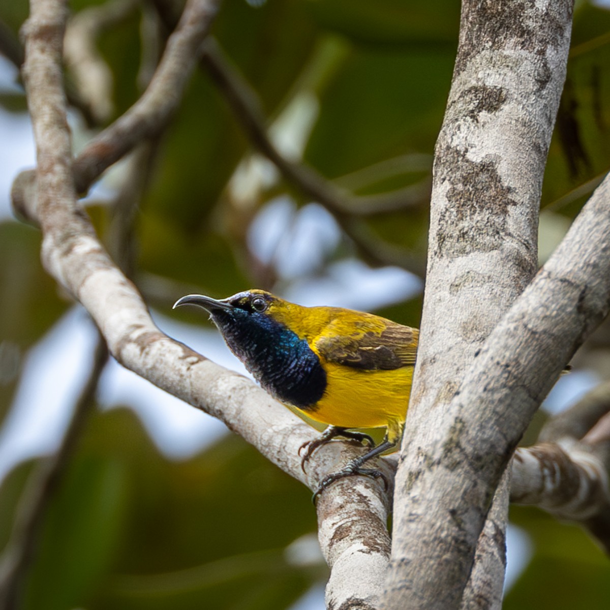 Ornate Sunbird - ML646504954
