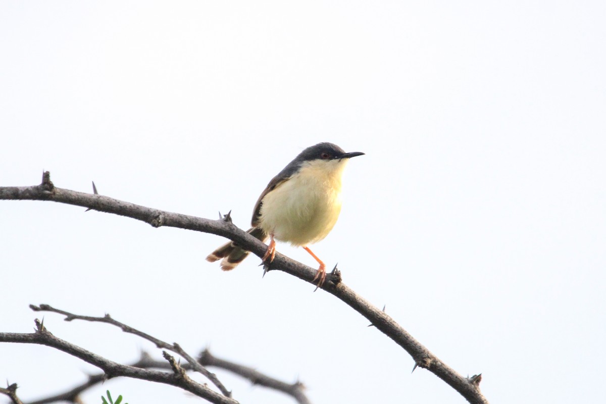 Ashy Prinia - ML646504957