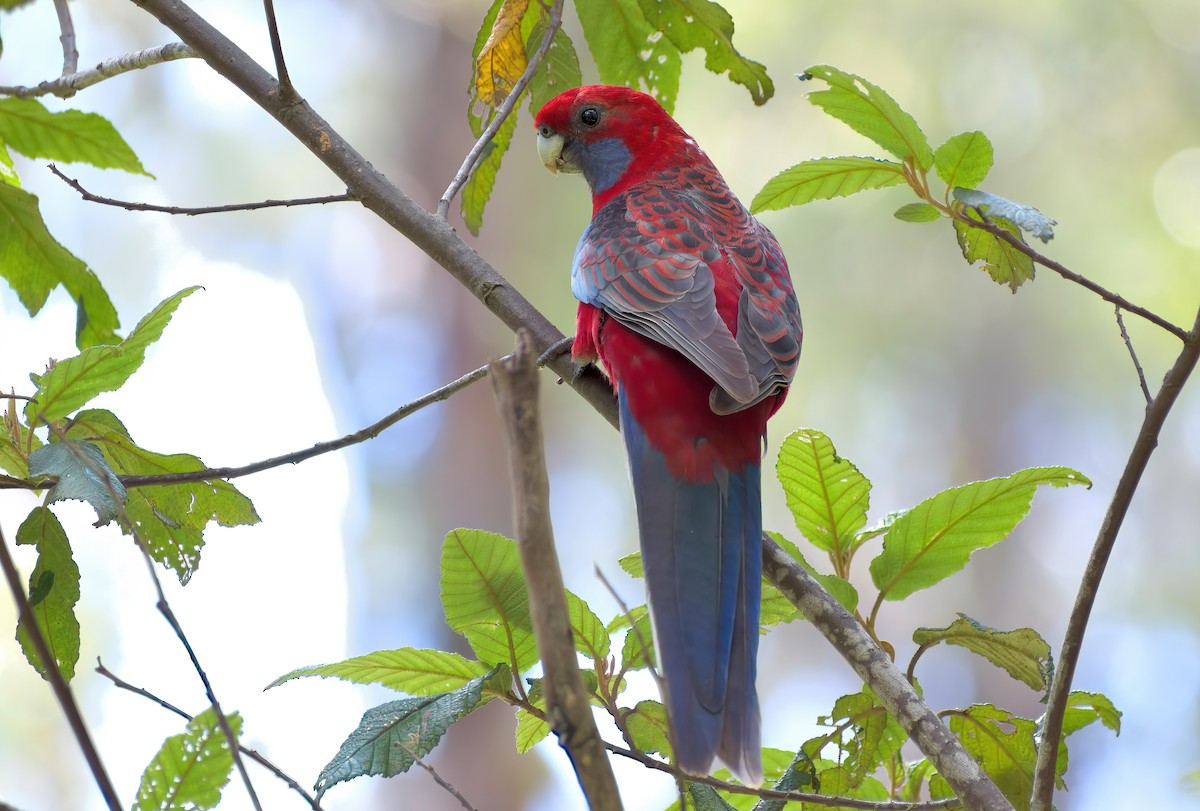 Perruche de Pennant (groupe elegans) - ML646504959