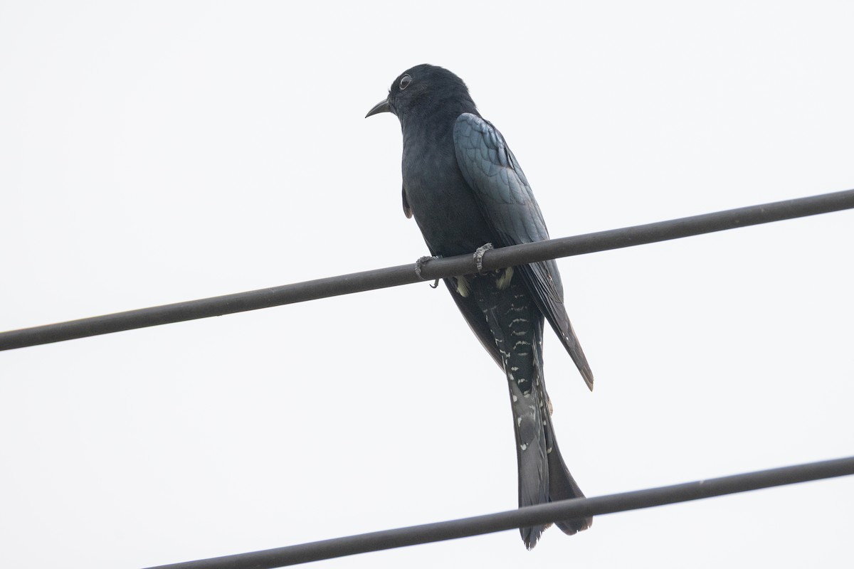 kukačka drongovitá - ML646504962