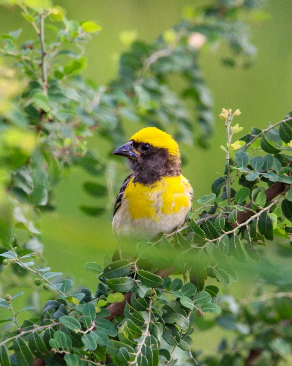 Baya Weaver - ML646504965