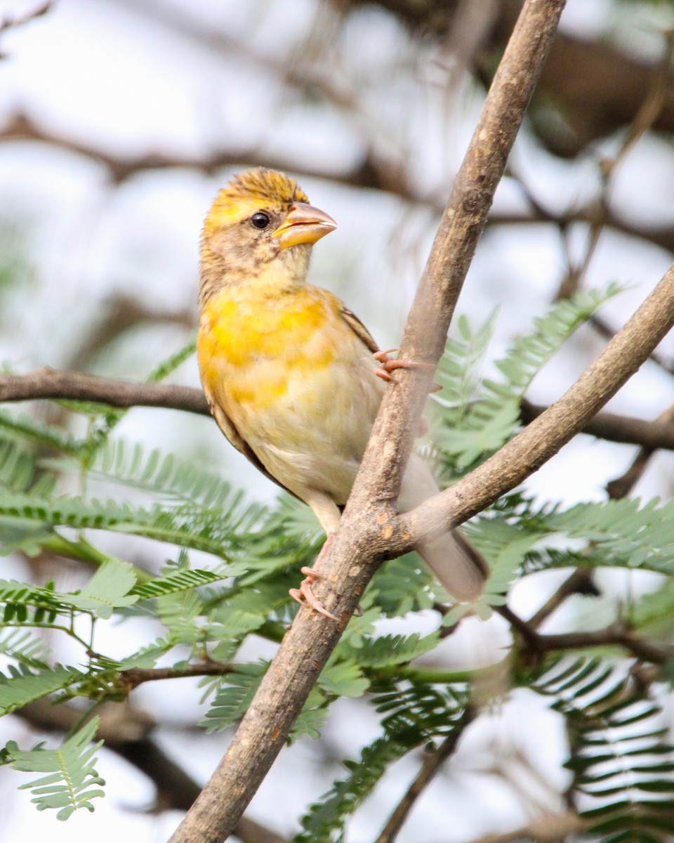 Baya Weaver - ML646504967