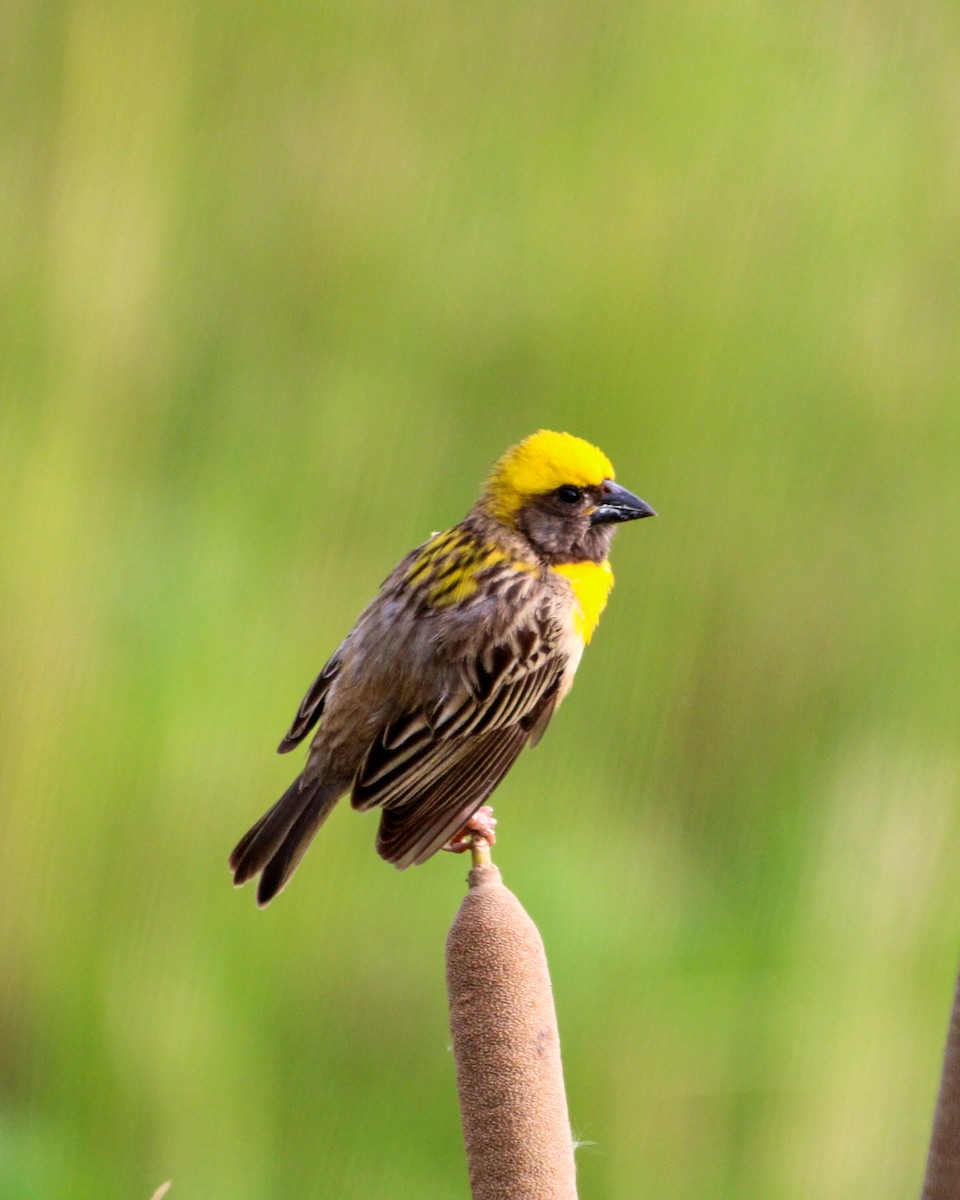 Baya Weaver - ML646504968