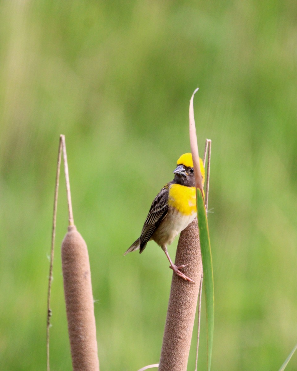 Baya Weaver - ML646504969