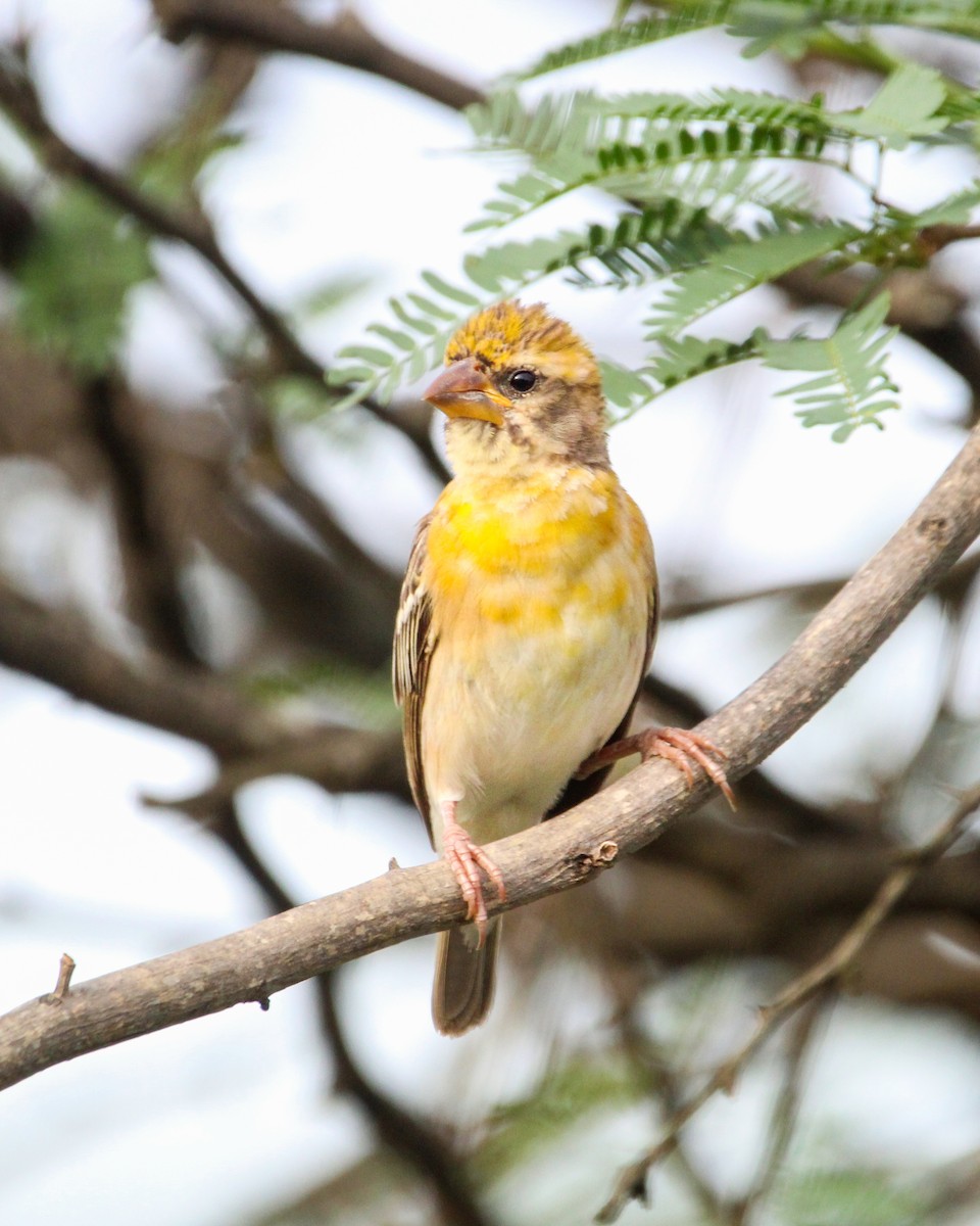 Baya Weaver - ML646504970