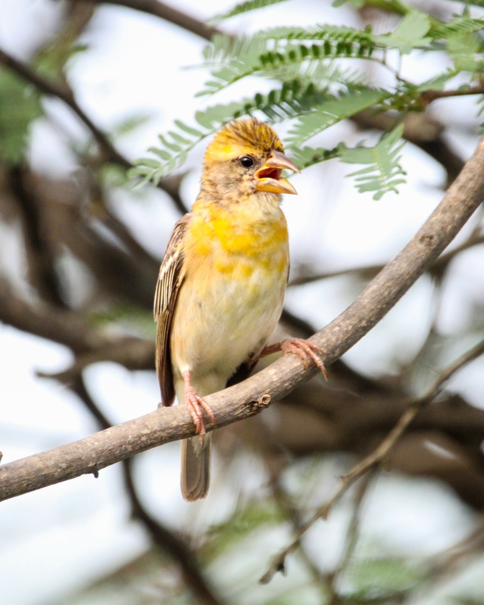 Baya Weaver - ML646504972