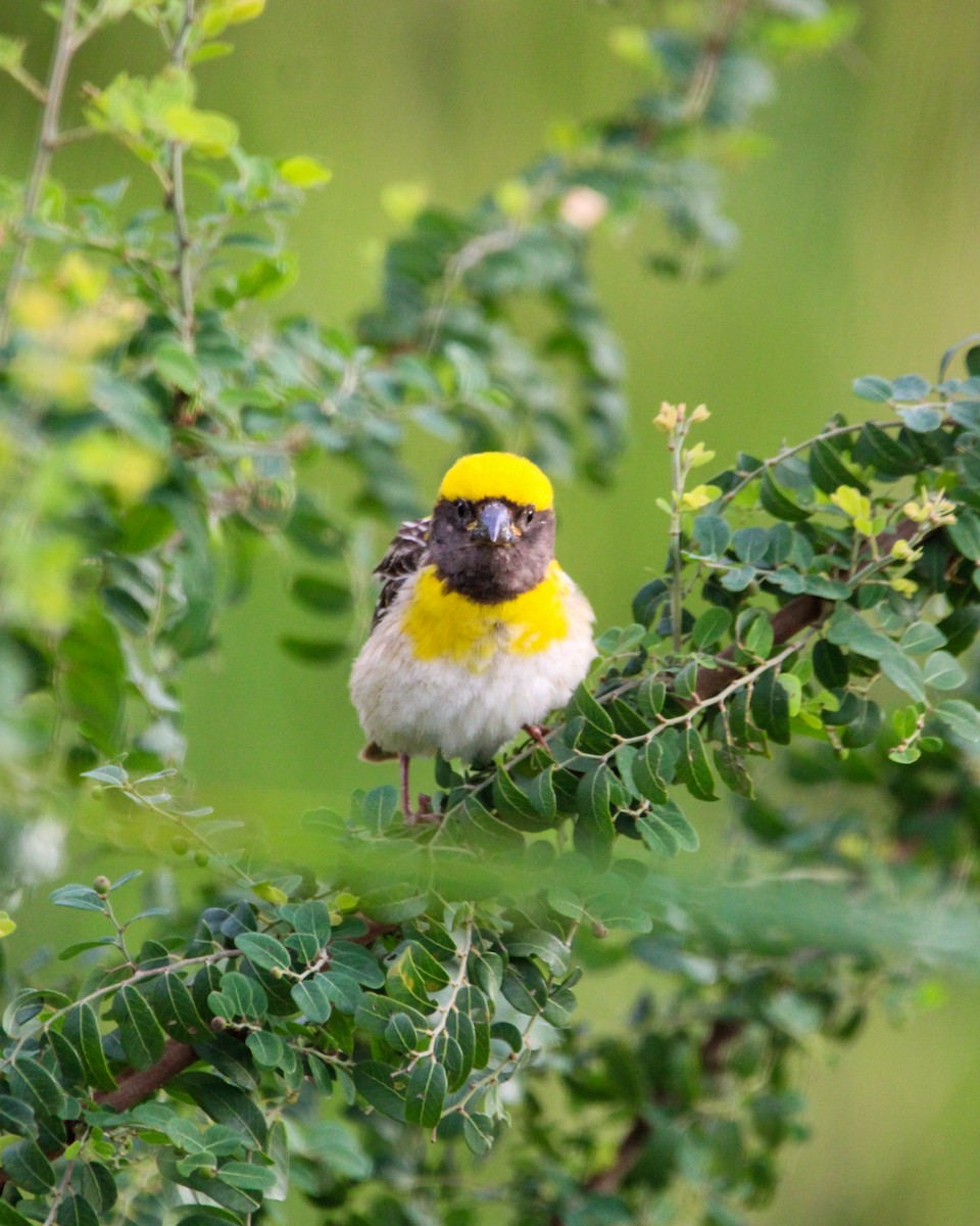 Baya Weaver - ML646504973