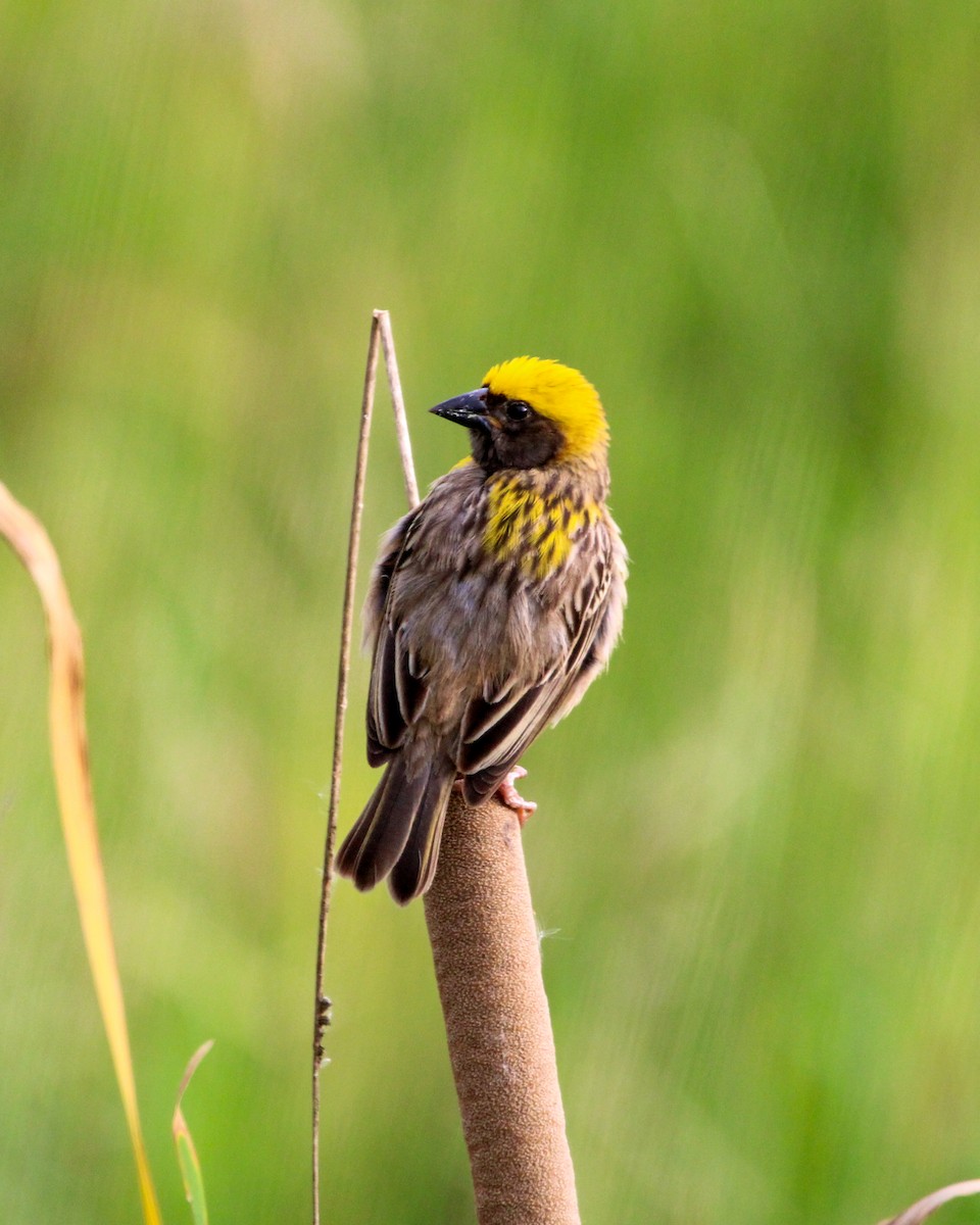 Baya Weaver - ML646504974