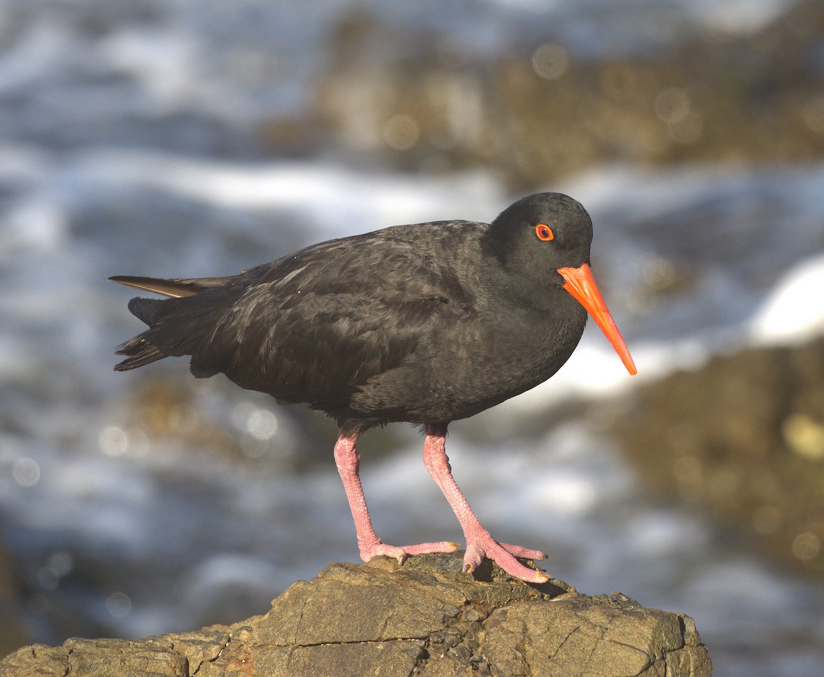 Sooty Oystercatcher - ML646504982