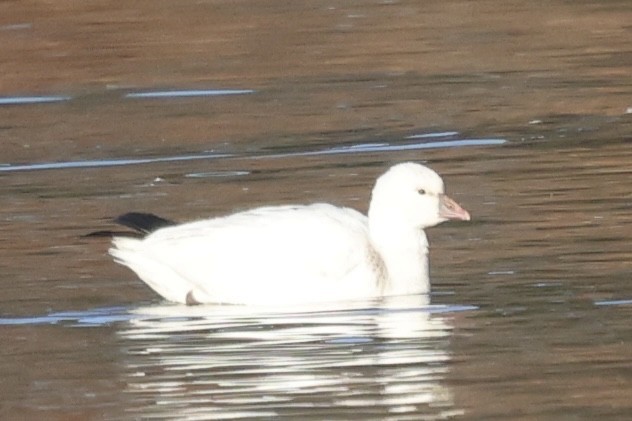 eskimogås - ML646504983