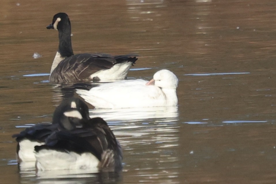 eskimogås - ML646504984