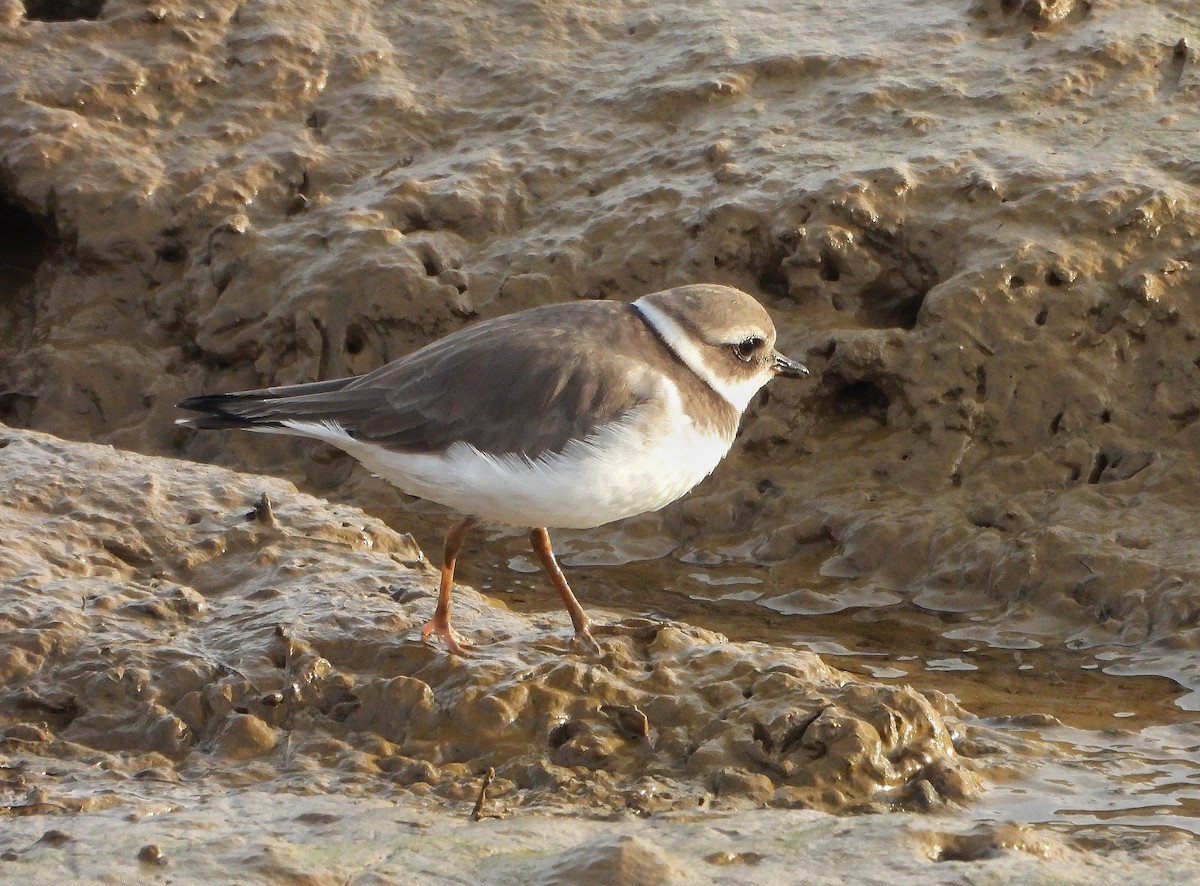 ハジロコチドリ - ML646504985